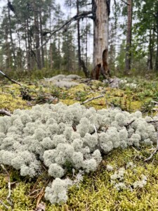 Valokuvakilpailu – Seinäjoen kaunein luontokuva